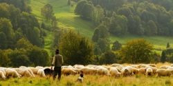 The Shepherd’s Sunday